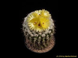 Notocactus (MC) horstii 502